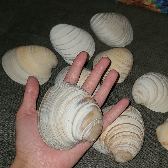 3 Random Large Natural Sea Shells - Picture 6 of 12